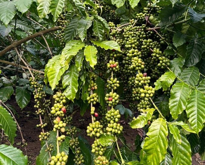 Cà phê 'đóng cục' chi chít trên vườn cà phê mô hình bón phân Phú Mỹ.