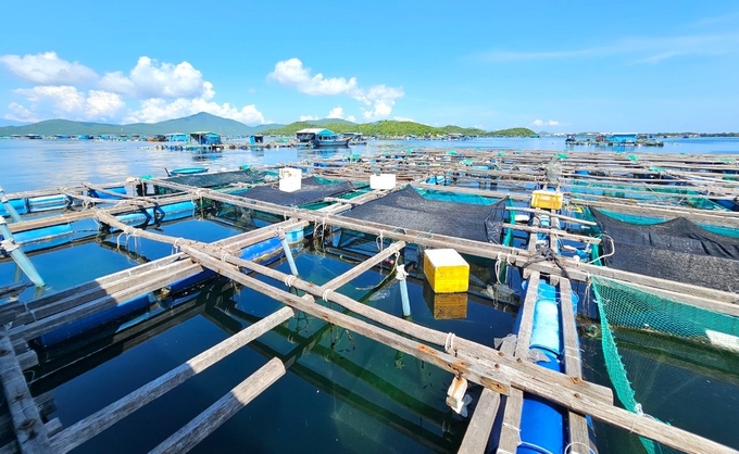 Lobster farming in Van Phong bay, Van Ninh district, Khanh Hoa province. Photo: KS.