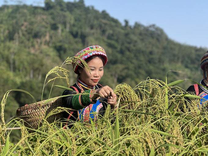 Năng suất trồng lúa nếp Tài hữu cơ vượt trội so với canh tác truyền thống. Ảnh: Ngọc Tú. 