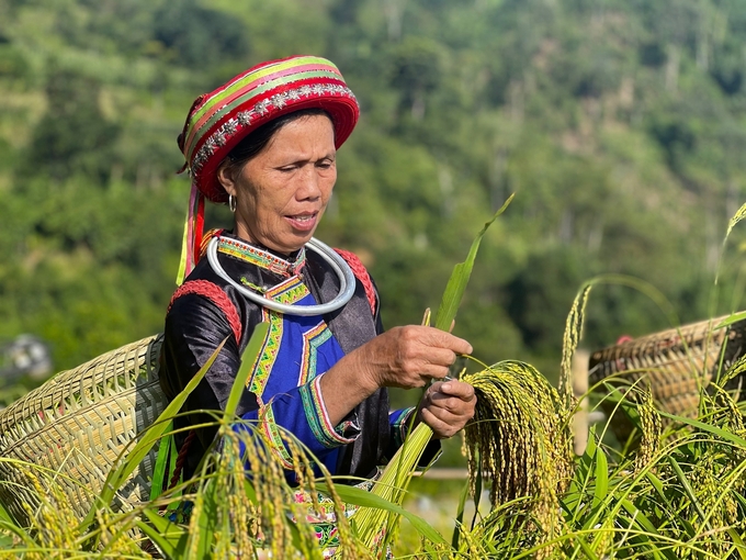 Bà Triệu Thị Mản, một trong những người tiên phong trồng lúa nếp Tài hữu cơ ở Phiêng Phàng. Ảnh: Ngọc Tú. 