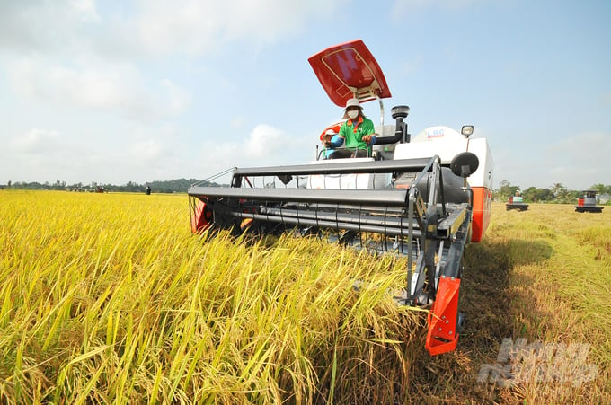 The high increase in rice prices has translated to high levels of profits for Vietnamese farmers in 2023. Photo: Le Hoang Vu.