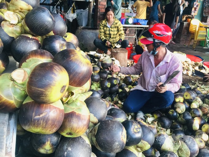 Harvested Borassus fruit. Photo: Le Hoang Vu.