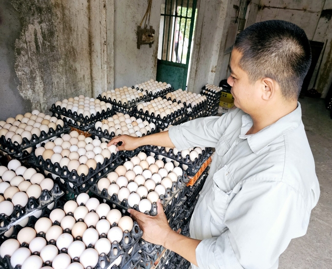 Thanh Van aims to build a local egg brand. Photo: Hoang Anh.