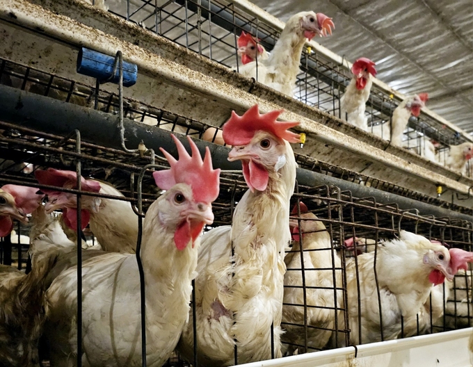 Thanh Van commune is called the cradle of chicken egg farming in Vinh Phuc. Photo: Hoang Anh.