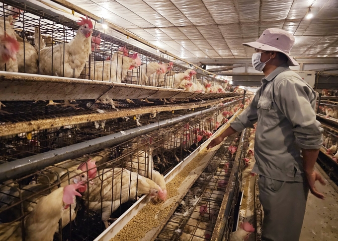 With a scale of tens of thousands of chickens, the chicken farm earns nearly VND 50 million per day. Photo: Hoang Anh.