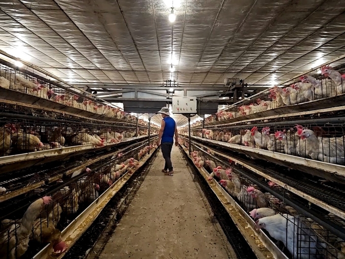 There are more and more chicken farming cooperative models in Thanh Van. Photo: Hoang Anh.