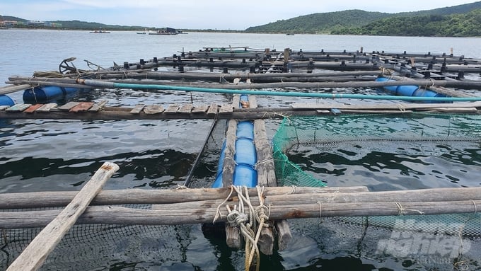 Wooden aquaculture cages are less efficient and durable compared to industrial aquaculture cages, and cannot be relocated to avoid storms. Photo: Kien Trung.
