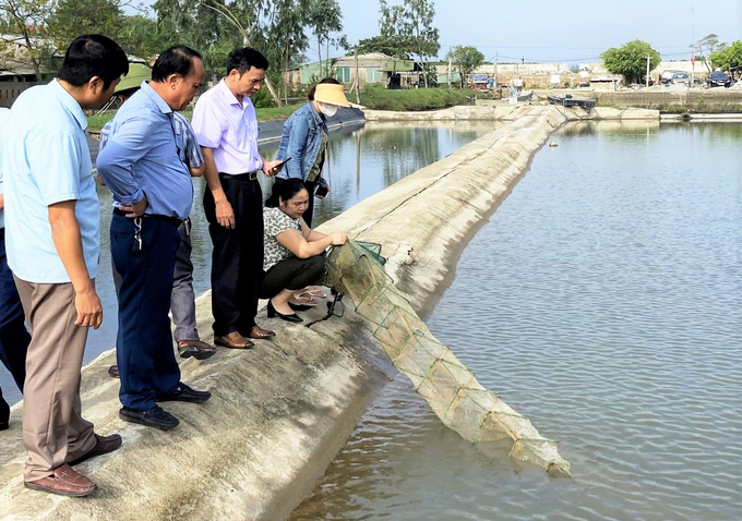 Lần đầu tiên người dân xã Đỉnh Bàn, huyện Thạch Hà áp dụng kỹ thuật nuôi cua biển 2 giai đoạn. Ảnh: Hưng Phúc.