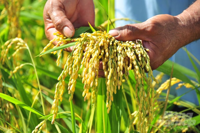 UN statistics indicate that agricultural activities in Vietnam suffer from losses ranging between 14 to 35%, with the rice industry experiencing about a 14% loss annually. Photo: Le Hoang Vu.