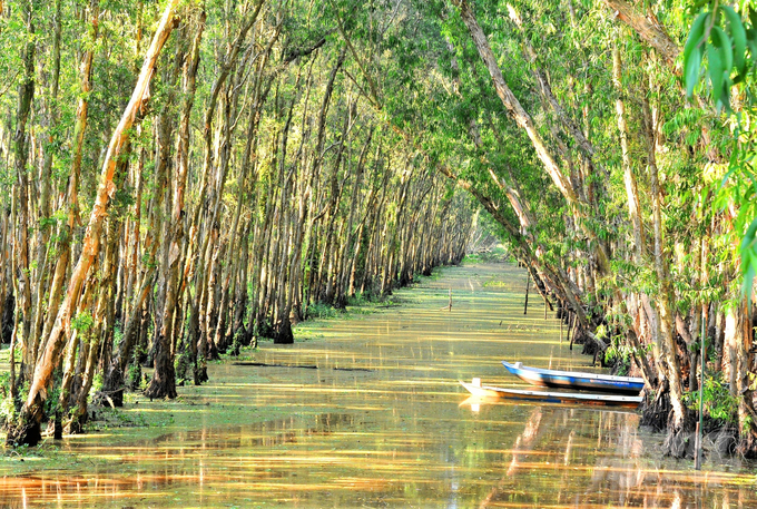 Khu du lịch Trà Sư tự hào khi được công nhận kỷ lục 'Rừng tràm đẹp nhất Việt Nam vào mùa nước nổi', là nơi lý tưởng để du khách được sống hòa mình với thiên nhiên. Ảnh: Hoàng Vũ.