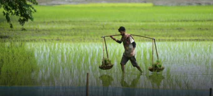 India’s export ban on rice is reverberating through global rice markets, threatening food security if developing nations cannot afford or access rice.