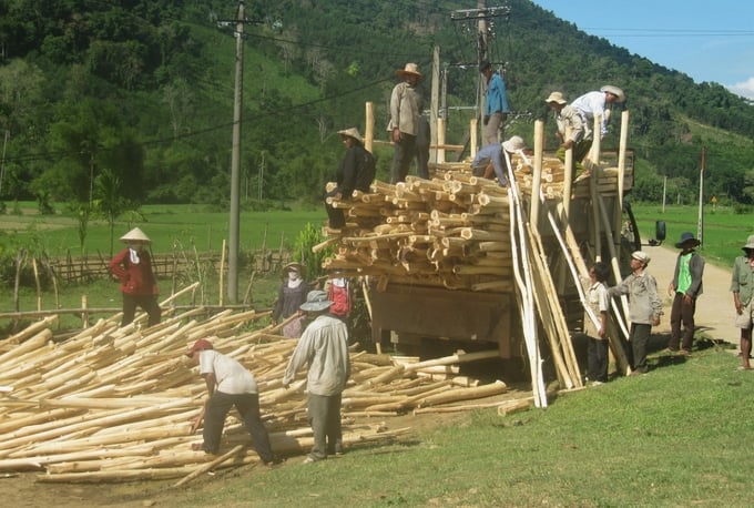 Forest growers in Binh Dinh province harvesting acacia wood. Photo: V.D.T.