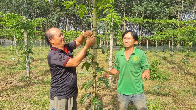 Nhiều hộ dân chủ yếu trồng chanh leo theo phong trào. Ảnh: Đăng Lâm.