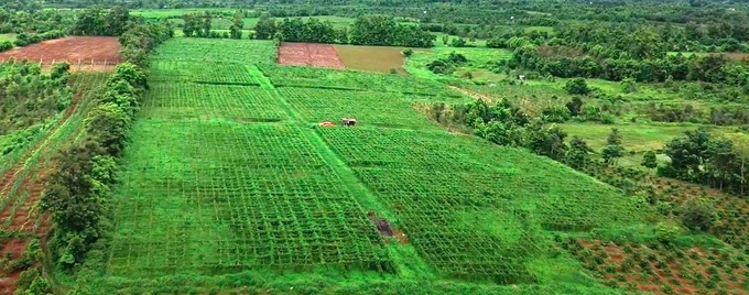 Những vườn chanh leo được đầu tư bàn bản, tham gia chuỗi liên kết với doanh nghiệp vẫn chưa nhiều. Ảnh: Tuấn Anh.