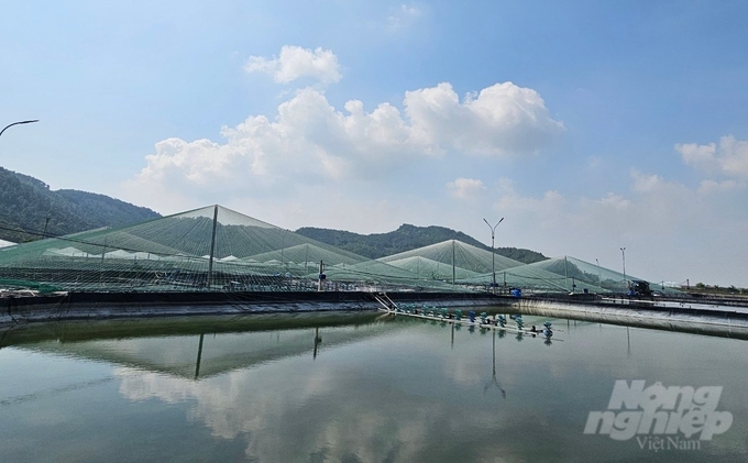 Hoang Yen commune is a locality with a large white-leg shrimp farming area in Hoang Hoa district, Thanh Hoa. Photo: Quoc Toan.