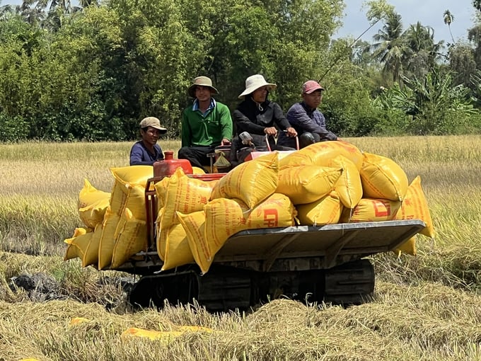 In the first 9 months of 2023, Bac Lieu province has more than 84,300 ha of rice linked to production, with a total output of nearly 537,000 tons. Photo: Trong Linh.