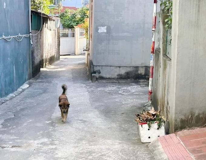 Dogs without muzzles roam free in the residential area. Photo: VC.