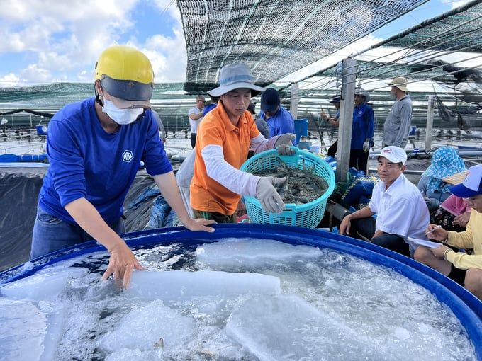 Currently, off-take links in the seafood industry in Bac Lieu are still quite limited compared to actual local needs. Photo: Trong Linh.