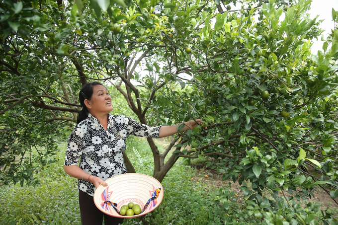 Bà Thạch Thị Póm, người đầu tiên mang cây quýt đường Lai Vung về vùng đất Tân Thành. Ảnh: Hồng Thuỷ.