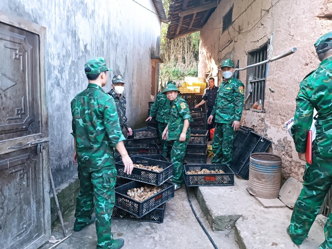 Bộ đội biên phòng tỉnh Lạng Sơn bắt giữ một vụ buôn lậu gà giống nhập lậu từ Trung Quốc tại khu vực cửa khẩu Chi Ma. Ảnh: Duy Khiêm.