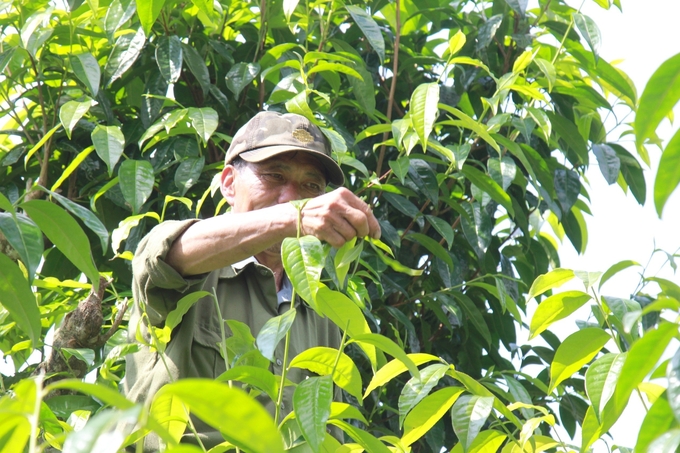 Người dân và chính quyền địa phương vẫn đang loay hoay tìm giải pháp hữu hiệu diệt mối cứu chè. Ảnh: Thanh Tiến.