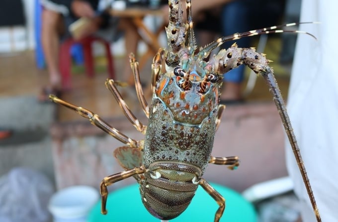 Farmers are currently engaged in blue lobster farming due to their shorter growth period compared to that of spiny lobsters. Photo: KS.