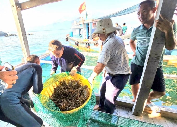 Presently, the Vietnam Institute of Fisheries Economics and Planning is currently supporting cooperatives in a pilot model in origin traceability for lobster products. Photo: KS.