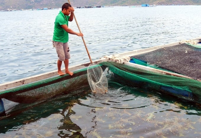 Farmers are anxiously anticipating the government's solutions to the consumption of spiny lobsters. Photo: KS.