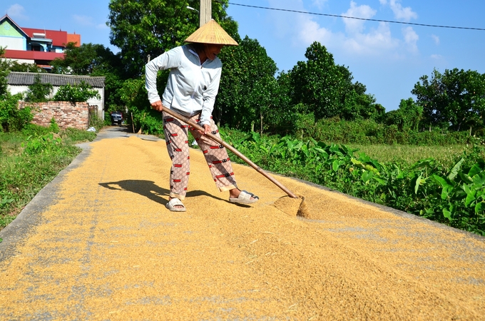 Tranh thủ nắng để phơi thóc. Ảnh: Đinh Thanh Huyền.