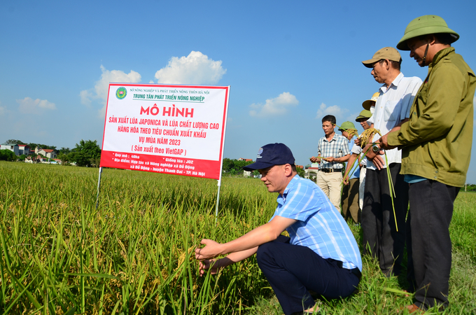 Lúa Nhật trong mô hình đạt năng suất. Ảnh: Đinh Thanh Huyền.