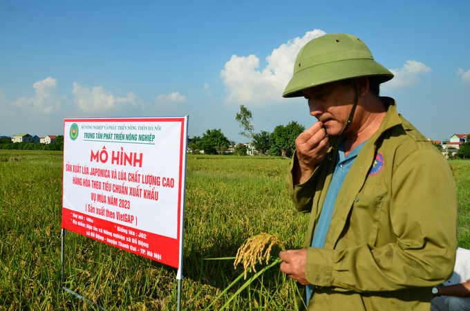 Kiểm tra độ chắc của hạt lúa. Ảnh: Đinh Thanh Huyền.