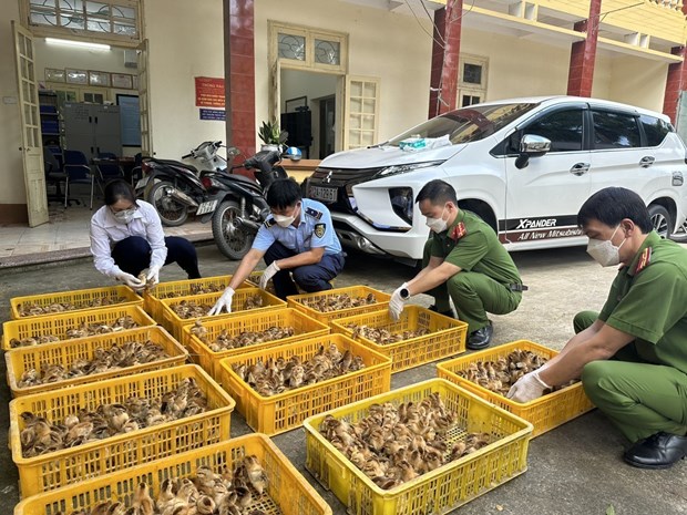 Công an huyện Lộc Bình, Lạng Sơn, phối hợp các lực lượng cửa khẩu thu giữ hàng nghìn con giống gia cầm nhập lậu. Ảnh: TTXVN.