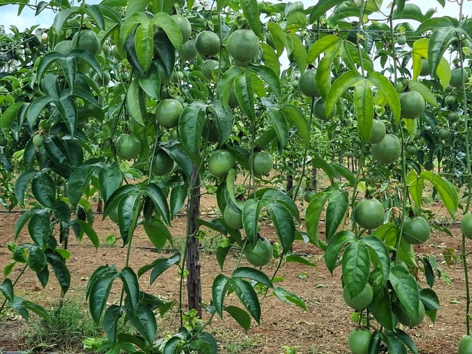 While passion fruit cultivation is strong in Gia Lai, it lacks a structured chain of connections. Photo: Dang Lam.