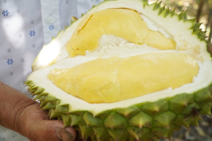 The main Vietnamese durian varieties are Monthong and Ri6. Durian is harvested by cutting 1-2 times when the fruit is mature. Photo: Kim Anh.