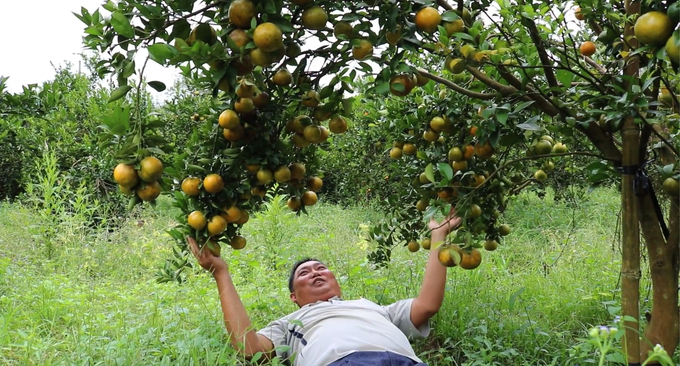 Vườn quýt của gia đình ông Lương Văn Toàn canh tác theo quy trình hữu cơ, sau vài năm đầu tụt năng suất nay đã trĩu quả. Ảnh: Minh Sáng.