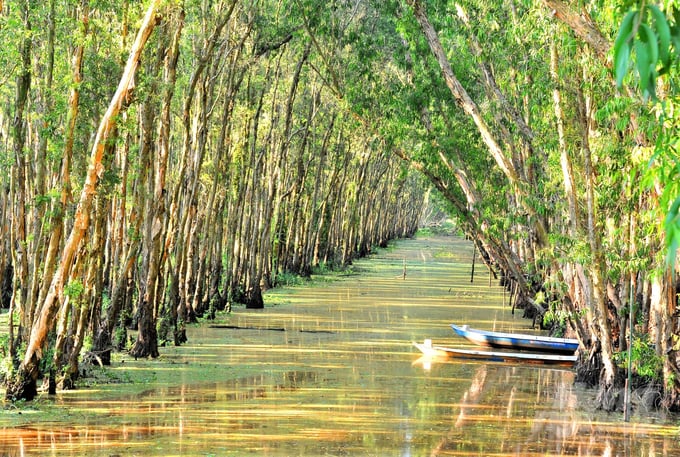 Tra Su tourist area is proud to be recognized with the record of 'The most beautiful Melaleuca forest in Vietnam during flood season', an ideal place for tourists to live in harmony with nature. Photo: Hoang Vu.