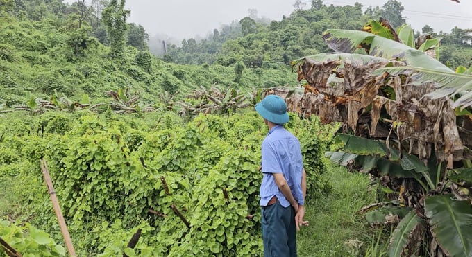 Cây trồng của người dân thôn Mường 1, xã Xuân Giao có hiện tượng táp lá, còi cọc. Ảnh: Hải Đăng.