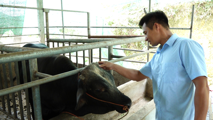 Mô hình vỗ béo bò thịt giúp nông dân xã Khe Mo, huyện Đồng Hỷ nâng cao thu nhập và là tiền đề để hình thành các hợp tác xã sản xuất sau này. Ảnh: Quang Linh.