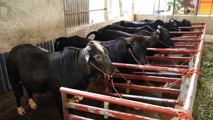 Mô hình nuôi bò vỗ béo được nông dân xã Khe Mo, huyện Đồng Hỷ nhân rộng. Ảnh: Quang Linh.