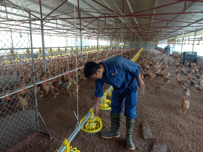 Biosecurity, the solution for livestock farmers in Vinh Phuc. Photo: Hoang Anh.