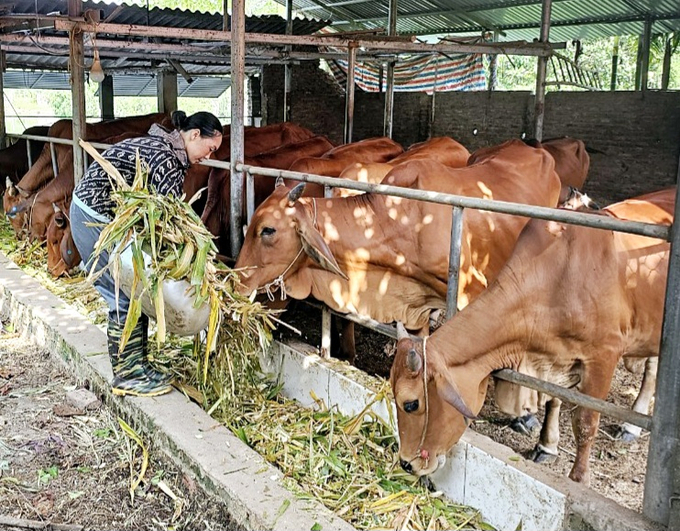 Livestock farming still occupies a large proportion of growth in Vinh Phuc's agricultural industry. Photo: Hoang Anh.