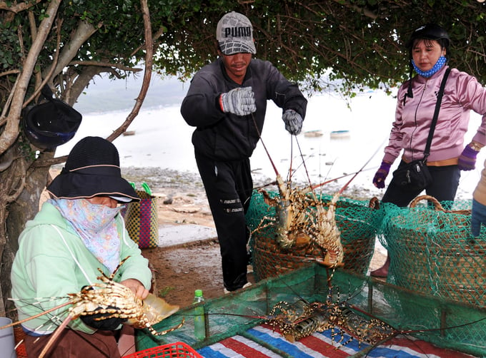 Three months prior to this article, the prices of spiny lobsters ranged from 1.5 to 2.1 million Vietnamese dong per kilogram, depending on the type. Photo: KS.