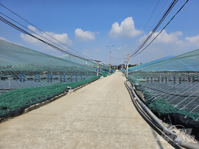 High-tech shrimp pond of Ms. Dang Thi Huong's family in Hoang Yen commune, Hoang Hoa district. Photo: Quoc Toan.