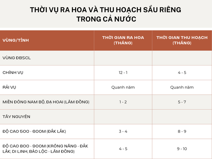 Thời vụ ra hoa và thu hoạch sầu riêng ở các vùng trong cả nước. Ảnh: Kim Anh.