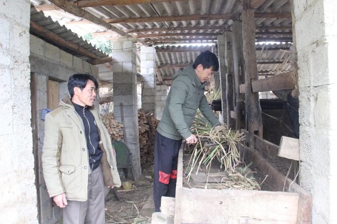 Chuồng trại kiên cố sẽ giúp giảm ô nhiễm môi trường, phòng chống rét cho đàn gia súc vào mùa đông. Ảnh: Ngọc Tú. 