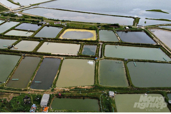 Toàn xã Triệu Phước hiện có trên 100 ha/236 ha hồ nuôi xen ghép thủy sản. Ảnh: Võ Dũng.