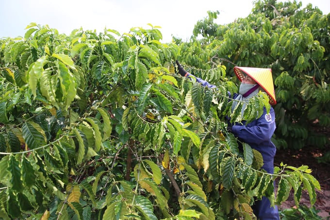 Để đáp ứng những quy định mới của Ủy ban châu Âu về chống phá rừng và suy thoái rừng, ngành cà phê Việt Nam cần nhiều thay đổi. Ảnh: Hồng Thủy.
