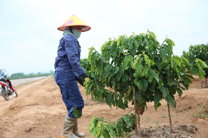 Việt Nam có hơn 710.000ha cà phê, nhưng mới chỉ có khoảng 185.000ha diện tích cà phê đạt chứng nhận sản xuất bền vững. Ảnh: Hồng Thủy.