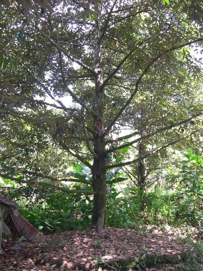 Cây sầu riêng được tạo tán đúng, cây có một thân, cành mọc đều xung quanh tán cây. Ảnh: TVH.