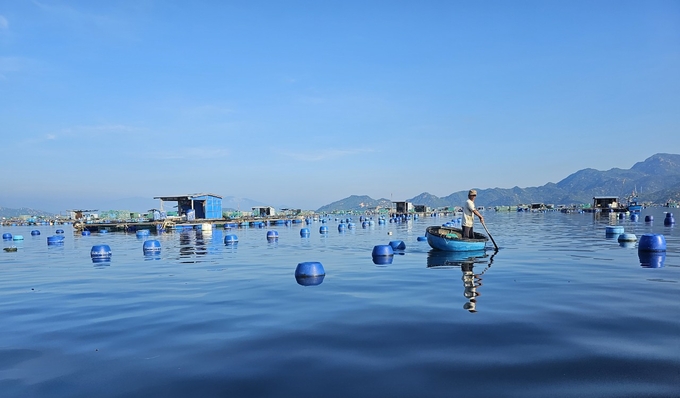 Để truy xuất nguồn gốc tôm hùm được thuận lợi cần hình thành mô hình chuỗi liên kết cung ứng nguyên liệu ban đầu. Ảnh: KS.